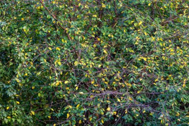 Ağaç dallarının gündüz vakti yapraklarla yakın plan bir görüntüsü.