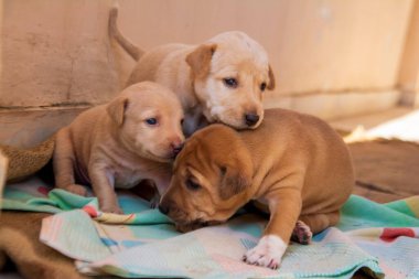 Güneş ışığında kumaşın üzerinde oturan üç yeni doğmuş sevimli yavrunun yakın çekimi.