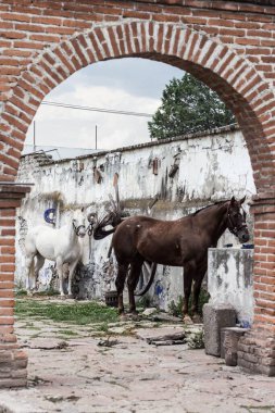 Aygırlar (Equus caballus) kırmızı tuğla bir kapıdan görünen yıpranmış bir duvara bağlıdır.