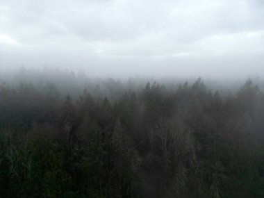 Oregon, ABD 'de bulutlu bir günde güzel bir ormanın alçak açılı görüntüsü