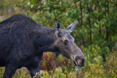 Bulanık arkaplana karşı bir alanda bir geyiğin (Alces alces) yakın çekimi