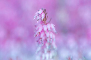 Genel pembe kenevir çiçeklerinin bulanık arkaplanlı sığ bir odak noktası.