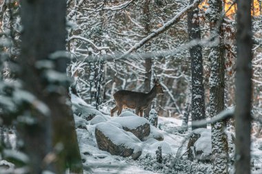 Karlı bir günde büyülü bir kış ormanında görkemli bir geyiğin manzarası.