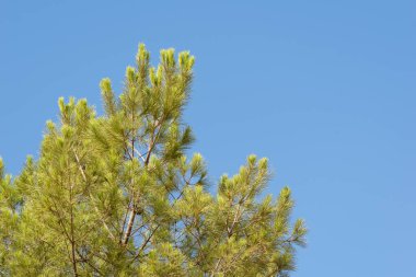 Mavi gökyüzüne karşı bir çam ağacının alçak açılı görüntüsü.