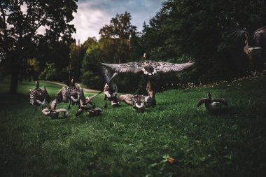 Ormandaki Arjantinlilerin güzel manzarası.