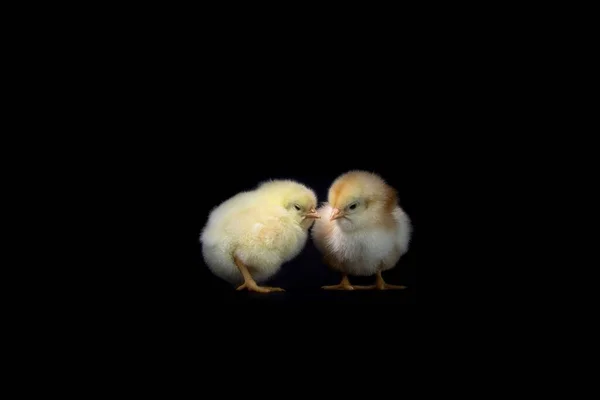 Two Baby Chickens Black Background — Stock Photo, Image