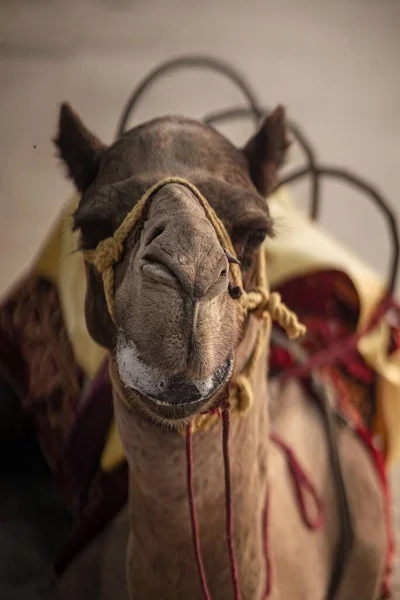 Primer Plano Una Cara Divertida Camello — Foto de Stock