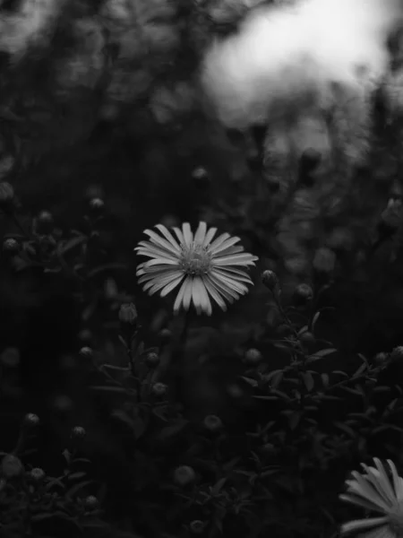 Selective Focus Shot Blooming Flower Grayscale — Stock Photo, Image