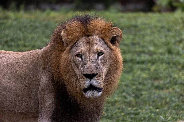 緑の野の優雅なアジアのライオン — ストック写真