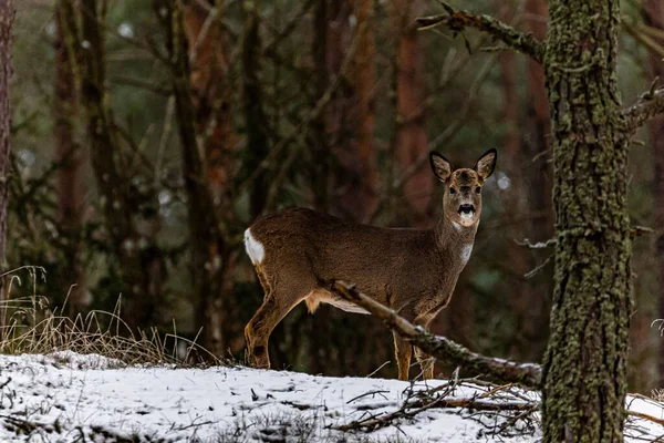 瑞典森林里一只小鹿站在雪地上 — 图库照片