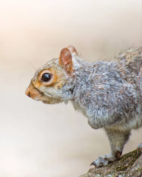 Porträt Eines Niedlichen Eichhörnchens Auf Einem Felsen Sonnenlicht Mit Verschwommenem — Stockfoto