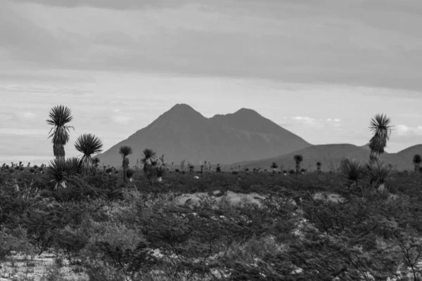Grayscale Landscape Giant Spanish Daggers Tall Mountains Horizon — Stock Photo, Image