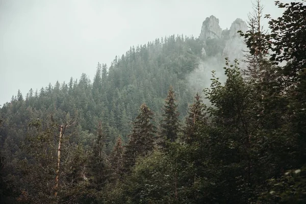 Een Antenne Uitzicht Dichte Groene Bergwouden Een Mistige Dag — Stockfoto