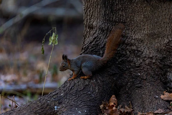 Eine Nahaufnahme Eines Entzückenden Eichhörnchens Auf Einem Baum Einem Park — Stockfoto