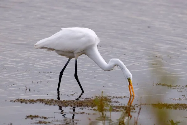 White Great Egret Standing Drinking Water — Stock Photo, Image