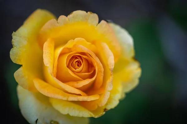 Lovitură Closeup Floare Galbenă Frumoasă Floare Fundal Neclar — Fotografie, imagine de stoc