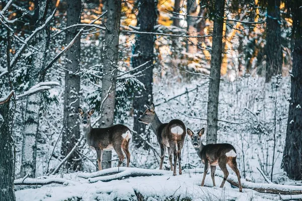 在雪天的神奇冬季森林里 美丽的鹿群尽收眼底 — 图库照片