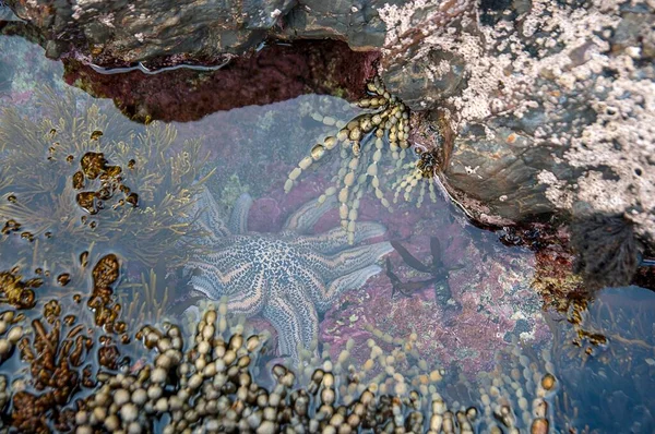 Uma Piscina Maré Com Estrelas Mar Algas Marinhas Titahi Beach — Fotografia de Stock