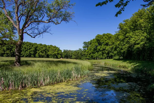 スウェーデンの澄んだ青空の下で緑豊かな植生に囲まれた沼 — ストック写真
