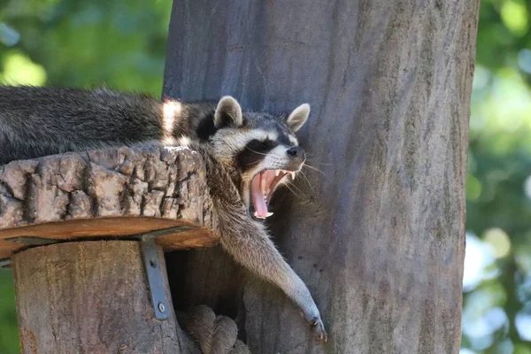 Closeup Shot Raccoon Open Mouth — Stock Photo, Image