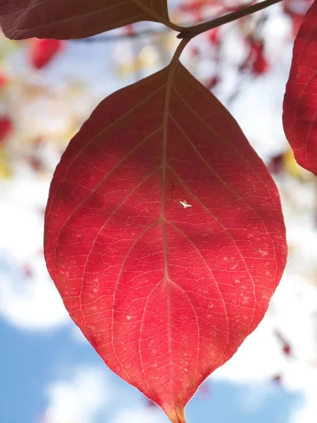 A vertical close-up of a reddish-purple dogwood tree leaf