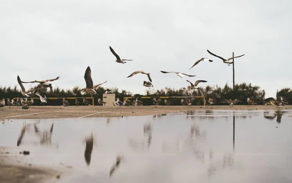Group Gulls Flight Puddle — Stock Photo, Image