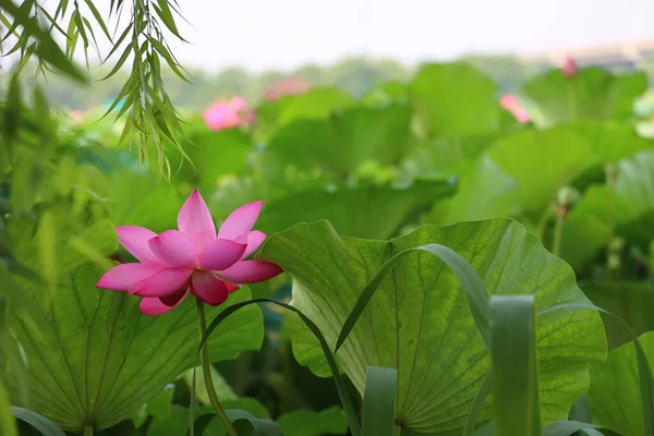 A closeup of a pink lotus flower growing in the field
