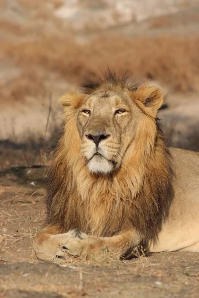 Вертикальный Снимок Льва Сидящего Земле Солнечном Свете — стоковое фото