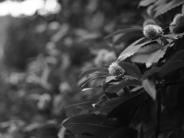 園内には栗の花が咲き乱れる — ストック写真