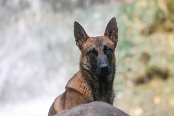 Malinois Pies Siedzi Kamieniu Pobliżu Słonecznego Wodospadu Tle — Zdjęcie stockowe