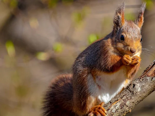 Tiro Perto Esquilo Encontrado Sentado Galho Uma Árvore Comendo Guloseimas — Fotografia de Stock