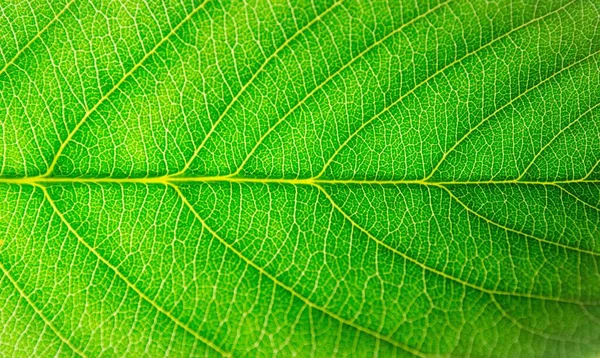 Макрос Зеленого Листа — стокове фото
