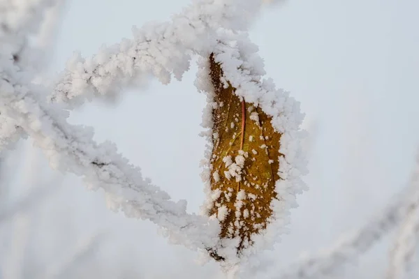 Крупный План Коричневого Листа Покрытого Снежинками Размытом Фоне — стоковое фото