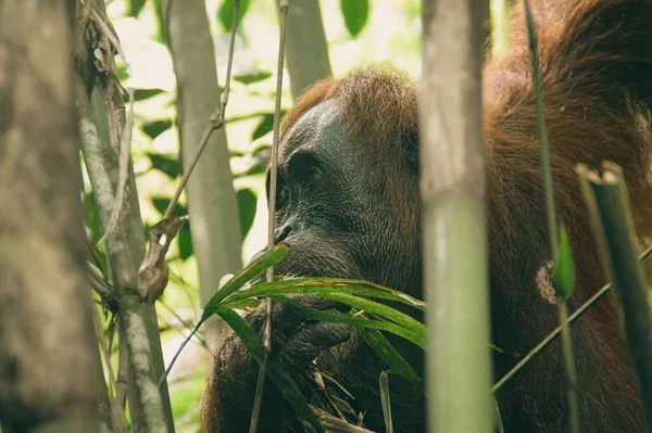 Близко Женщине Взрослого Суматранского Орангутана Pongo Abelii Скрывается Среди Бамбуковых — стоковое фото