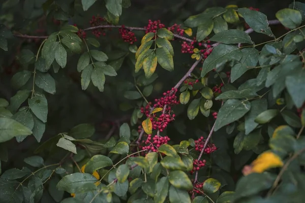 Detailní Záběr Červené Větve Bezinky Zahradě — Stock fotografie