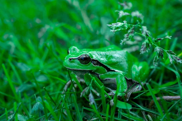 Крупный План Зеленой Европейской Древесной Лягушки Зеленой Траве — стоковое фото