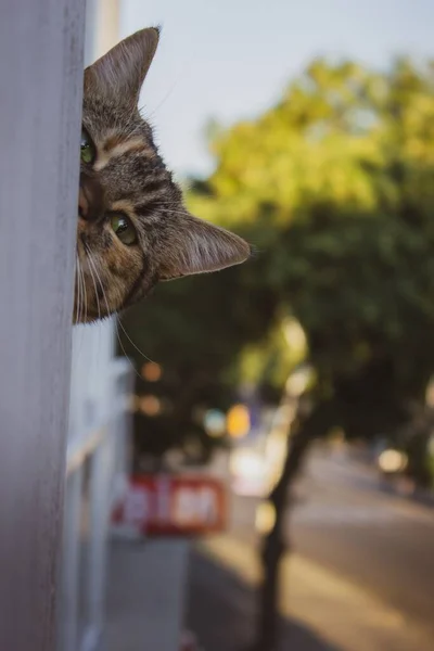 Vertikal Närbild Nyfiken Kisse Tittar Genom Fönstret — Stockfoto
