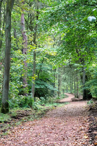 Eine Vertikale Aufnahme Eines Fußweges Zwischen Grünen Bäumen Einem Wald — Stockfoto