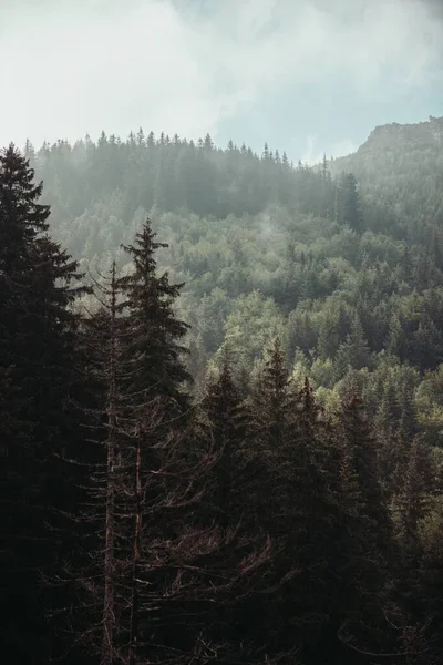 Uma Vista Aérea Densas Florestas Montanha Verdes Dia Nebuloso — Fotografia de Stock