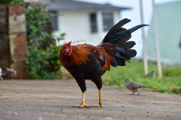 Rooster Wondering What Going Suspicious Rooster — Stock Photo, Image