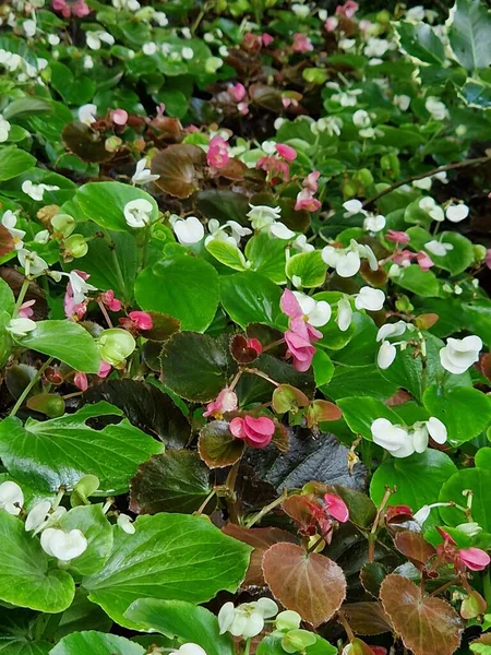 Primer Plano Hermosa Begonia Cera Con Follaje Verde — Foto de Stock