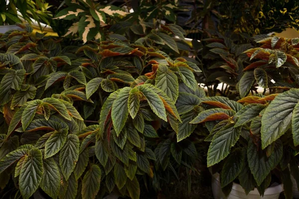 Enfoque Selectivo Hojas Verdes Begonia Aconitifolia — Foto de Stock