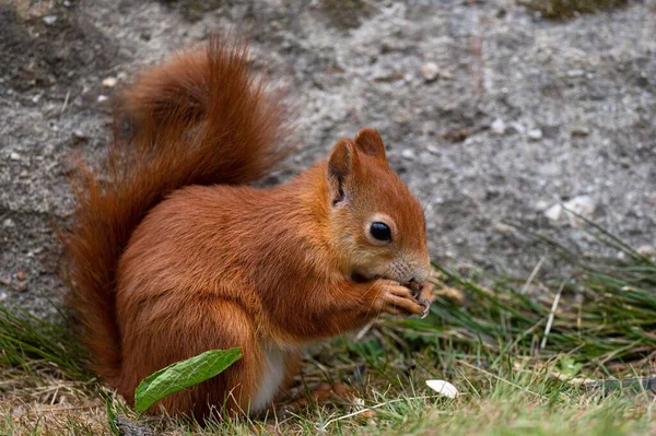 Eine Selektive Fokusaufnahme Eines Roten Eichhörnchens Freier Wildbahn — Stockfoto