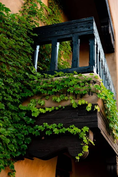 Ένα Κάθετο Χαμηλό Γωνιακό Πλάνο Όμορφων Πράσινων Κλαδιών Αμπέλου Ξύλινο — Φωτογραφία Αρχείου