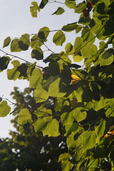 Függőleges Napfény Közelsége Sugárzik Egy Zöld Levelein — Stock Fotó