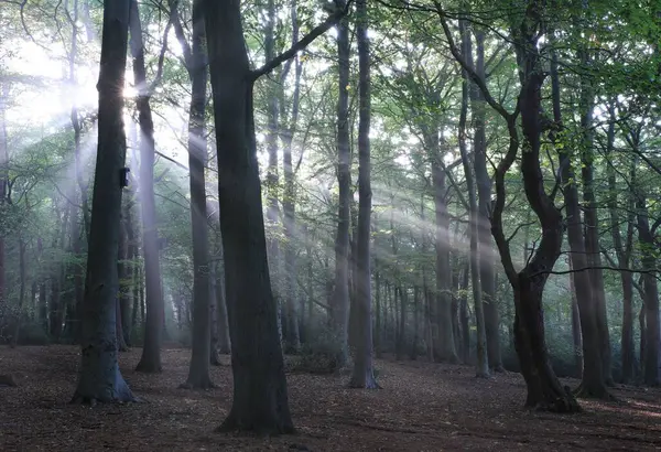 Krásný Výhled Sutton Park Slunečním Světlem Proudícím Mezi Vysokými Stromy — Stock fotografie