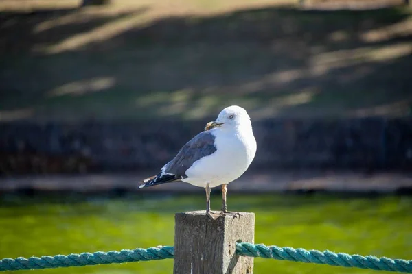 Een Ondiepe Focus Shot Van Schattige Common Gull Neergestreken Houten — Stockfoto