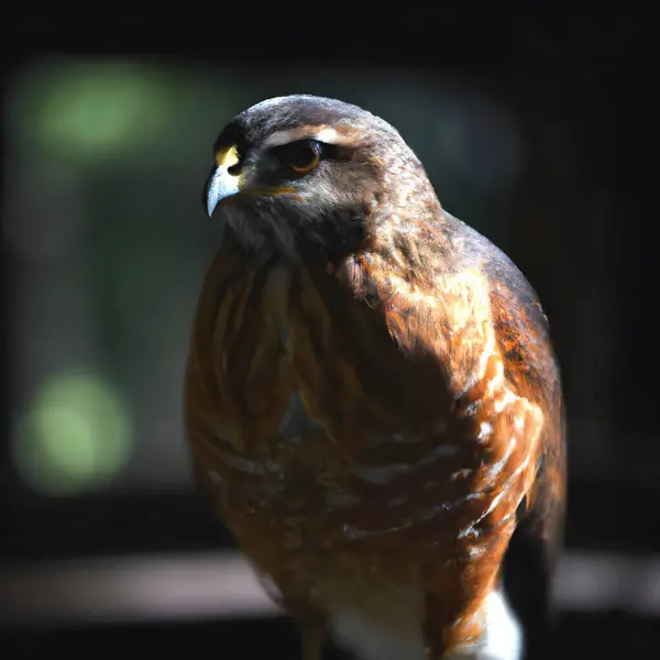 Closeup Hawk Blurred Background — Stock Photo, Image