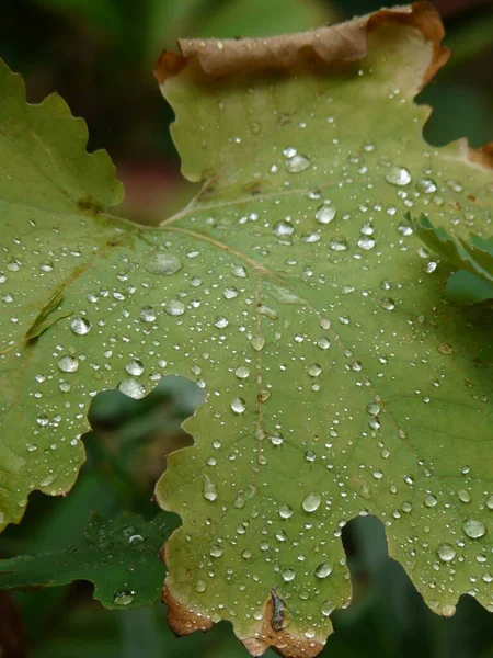 Vertical Shot Rain Drops Green Leaf Blurred Background — Stock Photo, Image