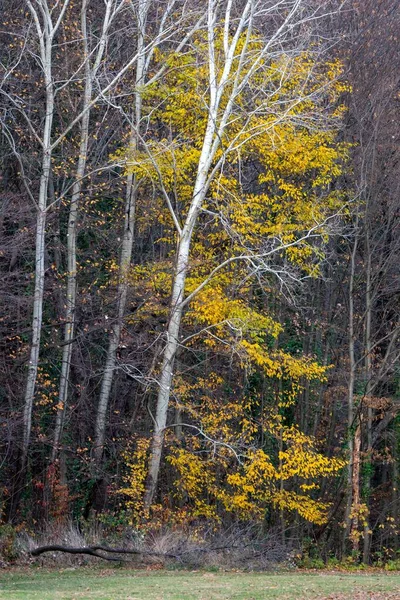 Los Hermosos Colores Otoñales Bosque — Foto de Stock